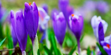 İlkbaharın başlarında mor çiçek