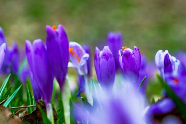 İlkbaharın başlarında mor çiçek