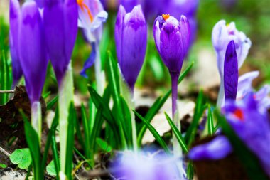 İlkbaharın başlarında mor çiçek