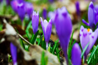 İlkbaharın başlarında mor çiçek