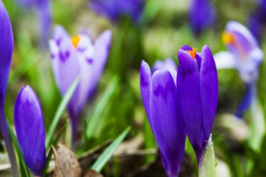 İlkbaharın başlarında mor çiçek