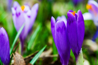 İlkbaharın başlarında mor çiçek