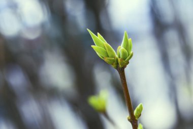 İlk bahar nazik yapraklar, tomurcuklar ve dallar makro arkaplan