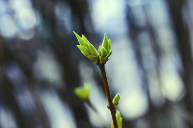 İlk bahar nazik yapraklar, tomurcuklar ve dallar makro arkaplan