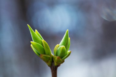 İlk bahar nazik yapraklar, tomurcuklar ve dallar makro arkaplan