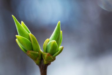 İlk bahar nazik yapraklar, tomurcuklar ve dallar makro arkaplan
