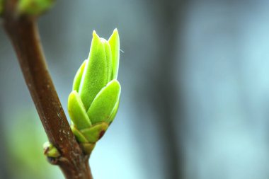 İlk bahar nazik yapraklar, tomurcuklar ve dallar makro arkaplan