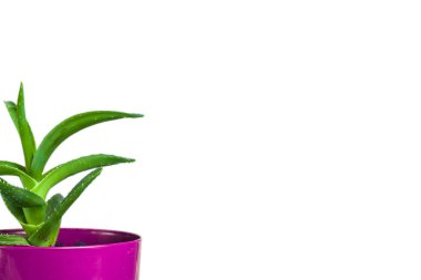 Aloe bitkisi olan saksı, izolasyon