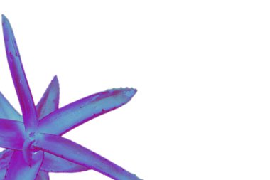 Aloe bitkisi neon mavisi ve leylak rengi, izole edilmiş.