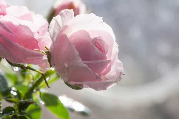 Light Rose Flower Water Drops —  Fotos de Stock