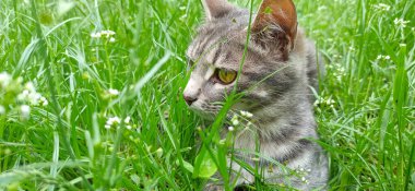 Grey cat in green grass in summer