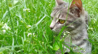 Grey cat in green grass in summer