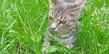 Grey cat in green grass in summer