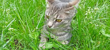 Grey cat in green grass in summer