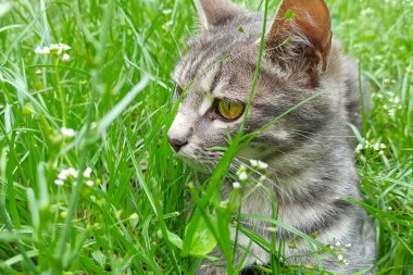 Grey cat in green grass in summer