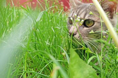 Grey cat in green grass in summer