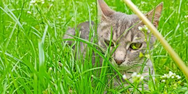 Grey cat in green grass in summer