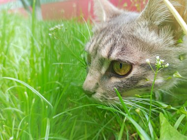 Grey cat in green grass in summer