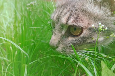 Grey cat in green grass in summer