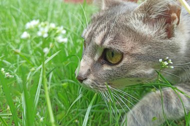 Grey cat in green grass in summer