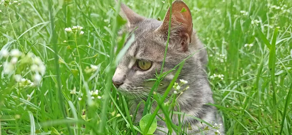 Grey Cat Green Grass Summer — Φωτογραφία Αρχείου