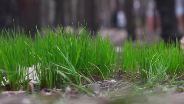 早春の新緑の草 — ストック動画