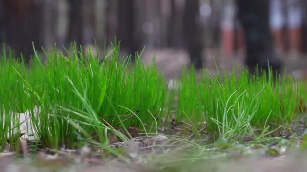 早春の新緑の草 — ストック動画