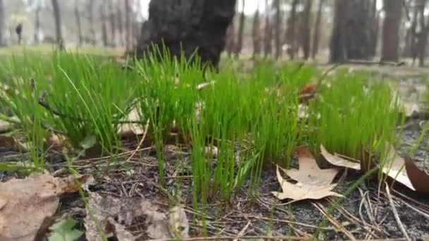 Färskt Grönt Gräs Tidigt Våren — Stockvideo