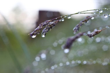 Baharda çimlerin üzerinde çiy taneleri