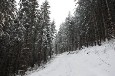 Dağlarda kar ve karla kaplı ağaçlar 