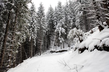 Dağlarda kar ve karla kaplı ağaçlar 