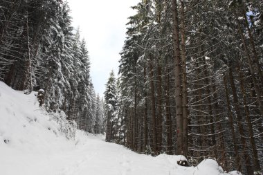 Dağlarda kar ve karla kaplı ağaçlar 