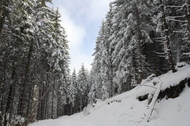 Dağlarda kar ve karla kaplı ağaçlar 