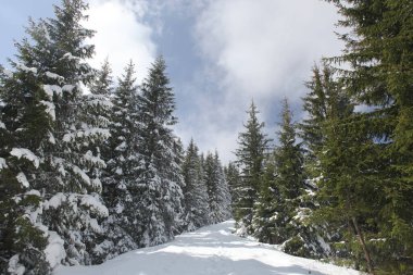 Dağlarda kar ve karla kaplı ağaçlar 
