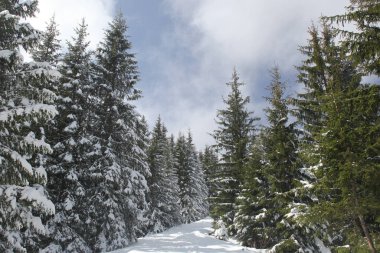 Dağlarda kar ve karla kaplı ağaçlar 