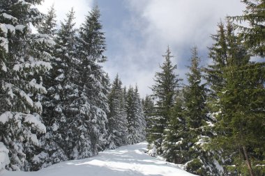 Dağlarda kar ve karla kaplı ağaçlar 