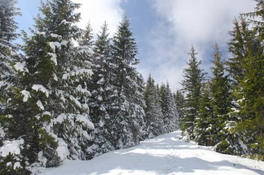 Dağlarda kar ve karla kaplı ağaçlar 