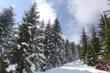 Dağlarda kar ve karla kaplı ağaçlar 