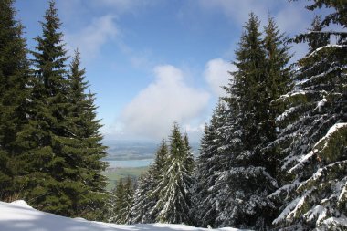 Dağlarda kar ve karla kaplı ağaçlar 