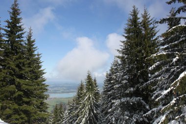 Dağlarda kar ve karla kaplı ağaçlar 