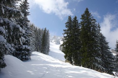Dağlarda kar ve karla kaplı ağaçlar 