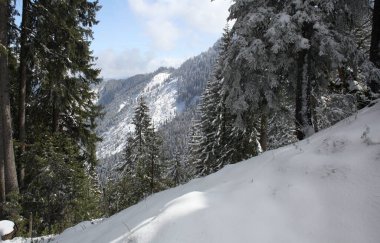 Dağlarda kar ve karla kaplı ağaçlar 