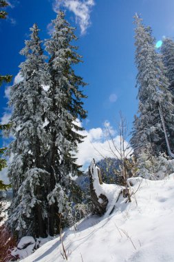 Dağlarda kar ve karla kaplı ağaçlar 