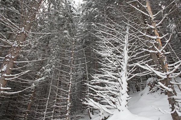 Pirint Trees Χιόνι Στη Βαυαρία Γερμανία Μάιο — Φωτογραφία Αρχείου