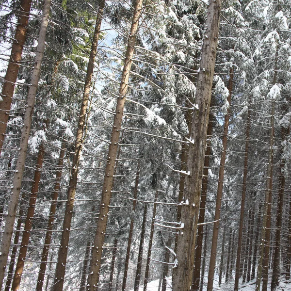 Árboles Cubiertos Heladas Nieve Las Montañas — Foto de Stock