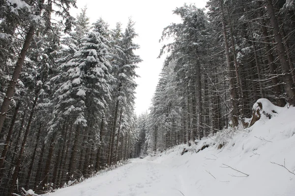 Árboles Cubiertos Heladas Nieve Las Montañas — Foto de Stock