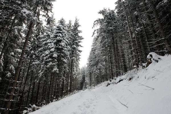 Dağlarda Kar Karla Kaplı Ağaçlar — Stok fotoğraf