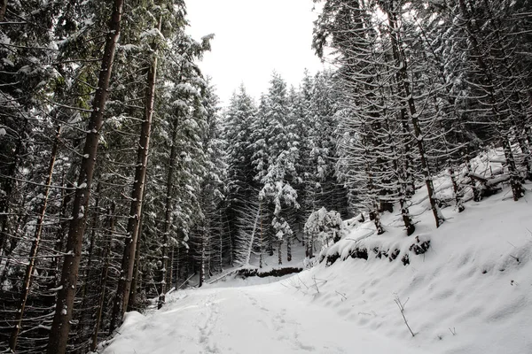 Trees Covered Hoarfrost Snow Mountains — Stock Photo, Image