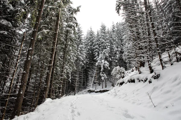 Árboles Cubiertos Heladas Nieve Las Montañas — Foto de Stock