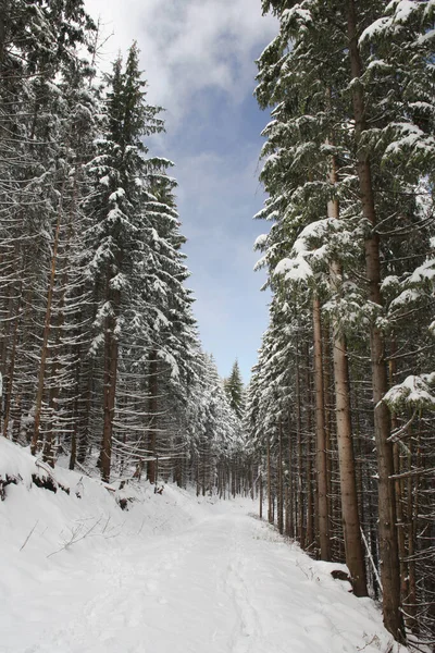 Árboles Cubiertos Heladas Nieve Las Montañas — Foto de Stock